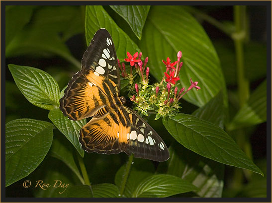 Butterfly (Parthenos-sylvia), on Penta